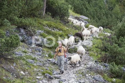 Austria, Steiermark, Hiker walking with flock of sheep Stock Photos