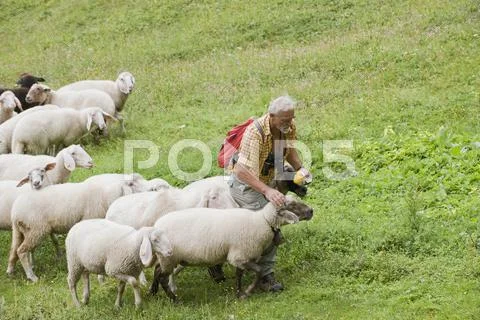 Austria, Steiermark, Hiker walking with flock of sheep Stock Photos