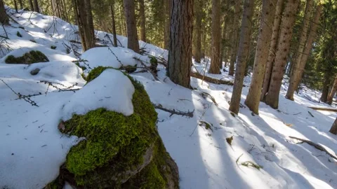 Austria time-lapse forest winter 스톡 동영상 260409333