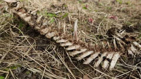 Austria Timelapse Bones Stock Footage 153291874