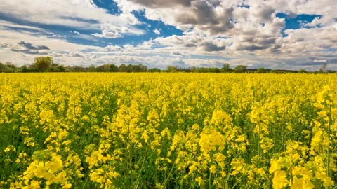 Austria Timelapse Flower Field Stock Footage 153291886