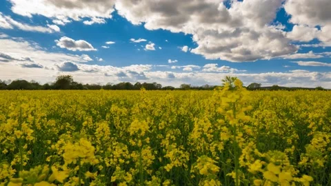 Austria Timelapse Flower Field Stock Footage 153291985