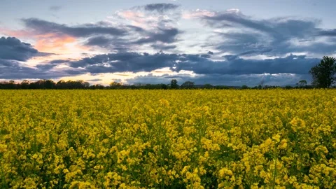 Austria Timelapse Flower Sunset Stock Footage 153292041
