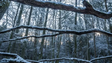 Austria Timelapse Forest Stock Footage 153290836