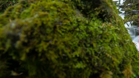 Austria Timelapse Forest River Stock Footage 153291037