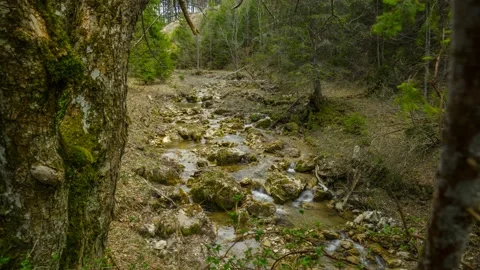 Austria Timelapse Forest River Stock Footage 153291950