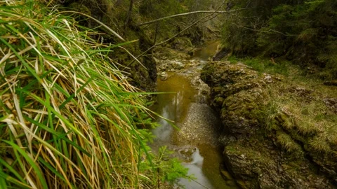 Austria Timelapse Forest River Stock Footage 153291981