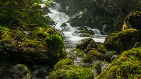 Austria Timelapse Forest River Stock Footage 153292087