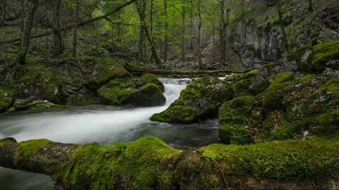 Austria Timelapse Forest River Stock Footage 153292153