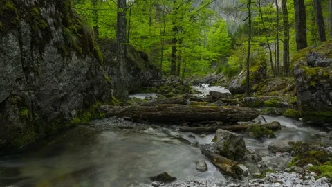 Austria Timelapse Forest River Stock Footage 153292160