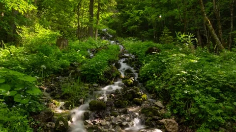 Austria Timelapse Forest River Stock Footage 153292615