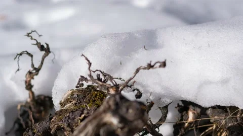 Austria Timelapse Melting Snow Stock Footage 153291307