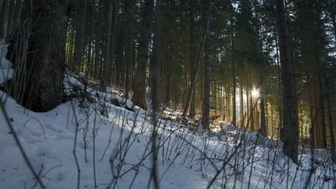 Austria Timelapse Winter Forest Sun Stock Footage 153290851