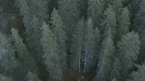 Austria - Trees 스톡 동영상 211690669