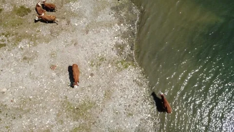 Austrian Alpine Cows Drink Water from a Clear River on a Sunny Summer Day Stock Footage 318971602