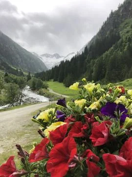 Austrian alpine flowers Stock Photos