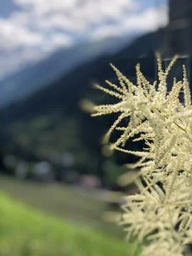 Austrian alpine flowers Stock Photos
