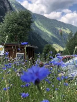 Austrian alpine flowers Stock Photos