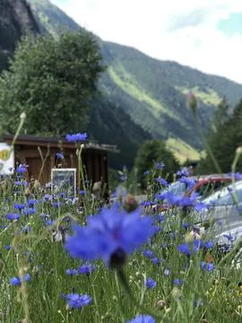 Austrian alpine flowers Stock Photos