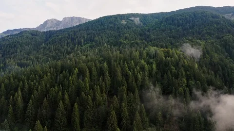 Austrian Alps mountain coniferous forest 動画素材 123436077