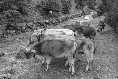 The austrian alps Stock Photos