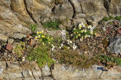 The austrian alps Stock Photos