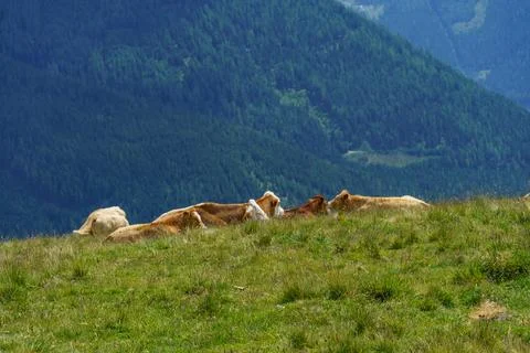 In the austrian alps Stock Photos