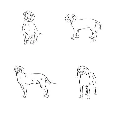 Austrian Black and Tan Hound austrian brandlbracke vector Stock Illustration