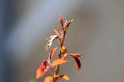 Austrian brier red new leaves closeup view with blurred background Stock Photos