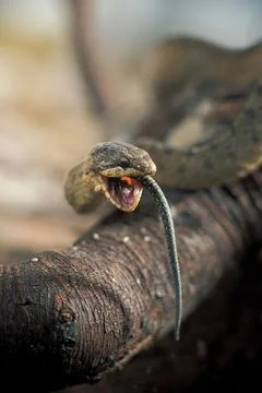 Austrian coronella, smooth coluber, lizard predation Stock Photos