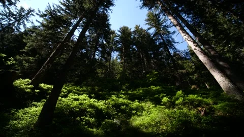 Austrian forest with blueberry bushes Stock Footage 145806130
