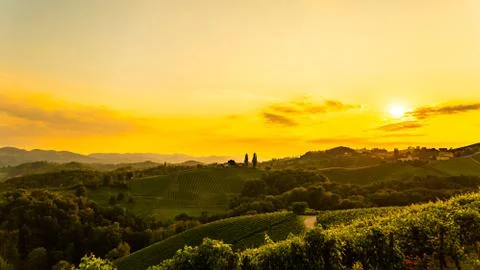 Austrian grape hills view from wine road in summer. Tourist destination, travel Stock Photos