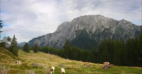 Austrian mountain scenery timelapse with browsing cattle Stock Footage 56427723