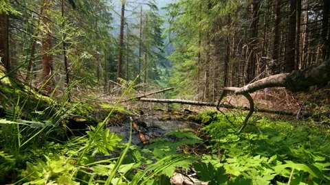 Austrian mountain stream in the forrests of Carinthia Stock Footage 158611785