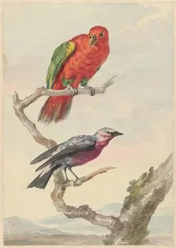 Austrian Museums, 17th-20th ct, Two birds, including a red-green parrot. Two Stock Photos