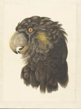 Austrian Museums, 17th-20th ct, HEAD OF A Cockatoo; Head of a Parrot. Brown cup Foto stock
