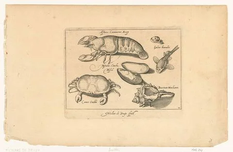 Austrian Museums, 17th-20th ct, Lobster, crab and shells; Libelivs variable Fotos de archivo