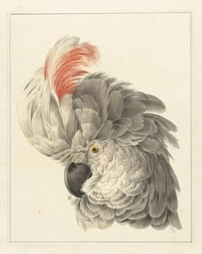 Austrian Museums, 17th-20th ct, Cup of a cockatoo; Parrot head. Gray cup with Foto stock