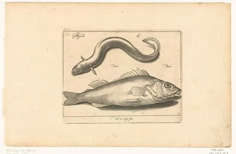 Austrian Museums, 17th-20th ct, Ale and Baars; Libelivs variable genera piscium 스톡 사진