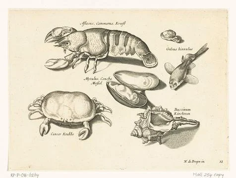 Austrian Museums, 17th-20th ct, Lobster, crab and shells; Libelivs variable 스톡 사진