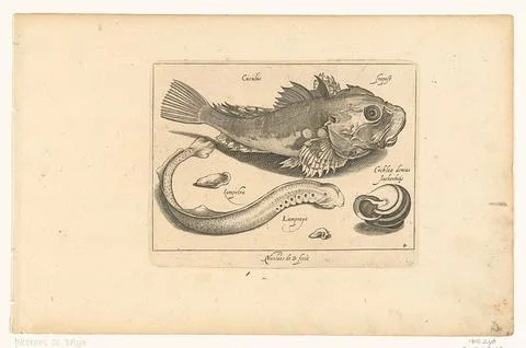 Austrian Museums, 17th-20th ct, Poon, puncture and salad; Libelivs variable 스톡 사진