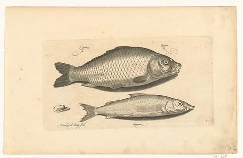 Austrian Museums, 17th-20th ct, Carp and wooding; Libelivs variable genera Fotos de archivo