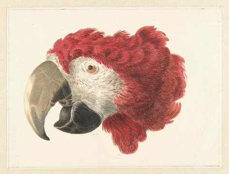 Austrian Museums, 17th-20th ct, Head of a macaw; Head of a Parrot. Red head to Stock Photos