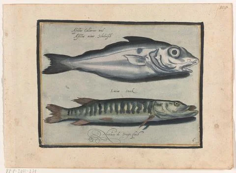 Austrian Museums, 17th-20th ct, Haddock and pike; Libelivs variable genera Fotos de archivo