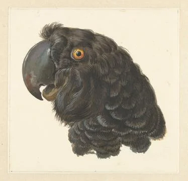 Austrian Museums, 17th-20th ct, HEAD OF A Cockatoo; Head of a Parrot. Black head Foto stock