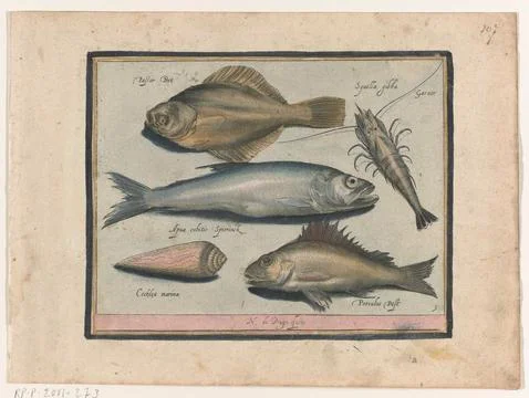 Austrian Museums, 17th-20th ct, Bone, shrimp, smelt and pos; Libelivs variable 스톡 사진