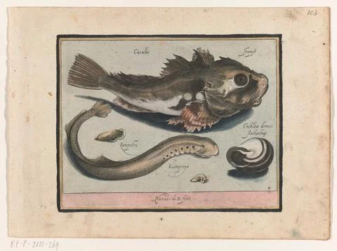 Austrian Museums, 17th-20th ct, Poon, puncture and salad; Libelivs variable Stock-Fotos