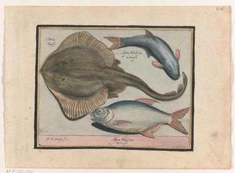 Austrian Museums, 17th-20th ct, Rog, bream and whitefish; Libelivs variable Stock-Fotos