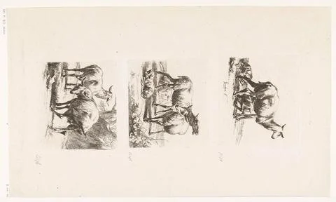 Austrian Museums, 17th-20th ct, Standing sheep and a pissing ewe; Sheep; Stock Photos