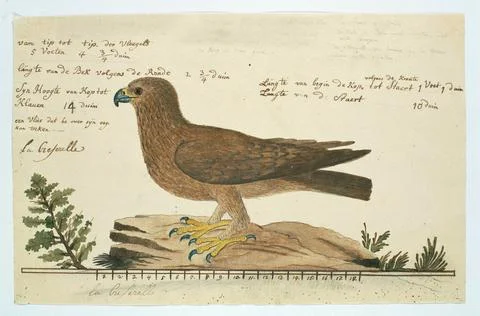 Austrian Museums, 17th-20th ct, Hieraetus Pennatus (booted eagle). Bird study: Foto stock